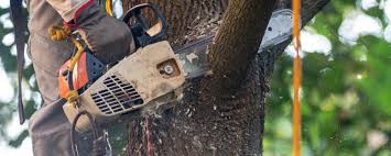 Best Hazardous Tree Removal  in Northville, NY