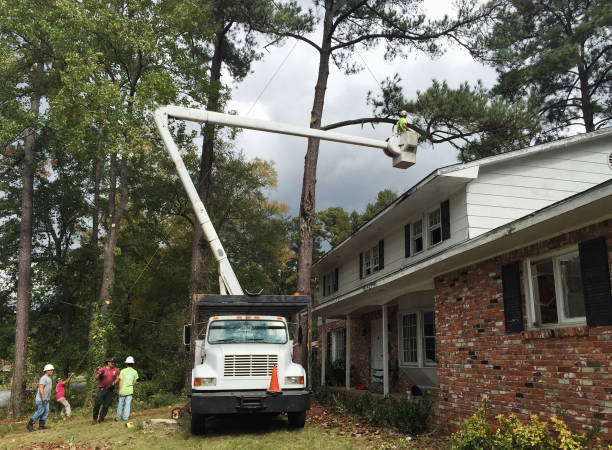 Best Arborist Consultation Services  in Northville, NY